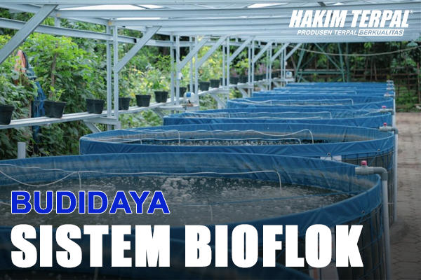 Prospek Budidaya Ikan Sistem Bioflok